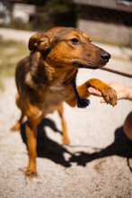 HUGO, Hund, Mischlingshund in Kroatien