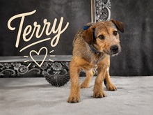 TERRY, Hund, Mischlingshund in Portugal