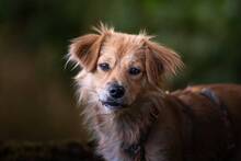 FOXI, Hund, Mischlingshund in Sudwalde