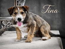 TINA, Hund, Mischlingshund in Portugal