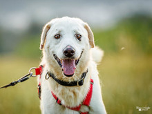 ANGELO, Hund, Mischlingshund in Weinheim