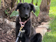 PETRA, Hund, Maremma Abruzzenhund-Mix in Lampertheim