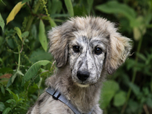 PEDRO, Hund, Maremma Abruzzenhund-Mix in Meckesheim