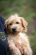 CORDOBA, Hund, Mischlingshund in Ungarn