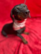 BRIANNA, Hund, Mischlingshund in Ungarn