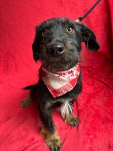 COLE, Hund, Mischlingshund in Ungarn