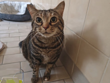 ELIZA, Katze, Hauskatze in Duisburg