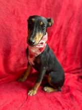 ELENOR, Hund, Mischlingshund in Berlin
