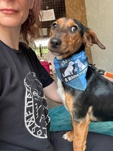EVERETT, Hund, Mischlingshund in Ungarn