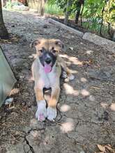 LUIGI, Hund, Mischlingshund in Bulgarien