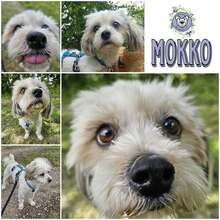 MOKKO, Hund, Mischlingshund in Ribnitz-Damgarten