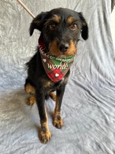 MARIO, Hund, Mischlingshund in Ungarn