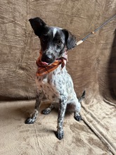 PAIGE, Hund, Mischlingshund in Ungarn