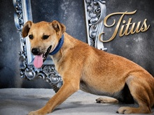 TITUS, Hund, Mischlingshund in Portugal