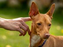 CHUTI, Hund, Podenco in Lüneburg