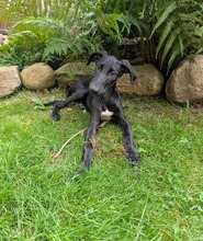GUIDO, Hund, Italienisches Windspiel-Mix in Horstmar