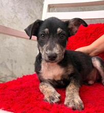 CAP, Hund, Mischlingshund in Rumänien