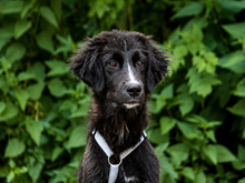 PIER, Hund, Maremma Abruzzenhund-Mix in Lindlar