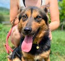 MORGANA, Hund, Mischlingshund in Slowakische Republik