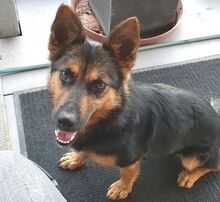 MORGANA, Hund, Mischlingshund in Isny