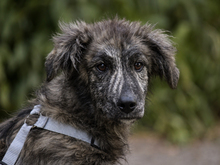 PIETRO, Hund, Maremma Abruzzenhund-Mix in Lindlar