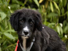 PINCO, Hund, Maremma Abruzzenhund-Mix in Lindlar