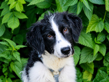POL, Hund, Maremma Abruzzenhund-Mix in Lindlar