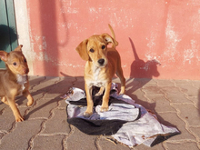FORTUNATO, Hund, Mischlingshund in Willingen