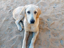 BUBA, Hund, Labrador Retriever-Mix in Neuss