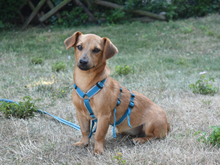 FRANCESCA, Hund, Mischlingshund in Neuss