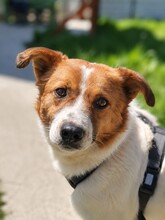 PADDINGTON, Hund, Mischlingshund in Rumänien