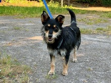 MIMOSA, Hund, Mischlingshund in Neuss