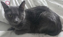 EMMA, Katze, Karthäuser-Mix in Elmshorn