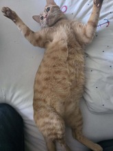 GARFIELD, Katze, Hauskatze in Elmshorn