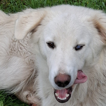 OLE, Hund, Maremmano in Italien