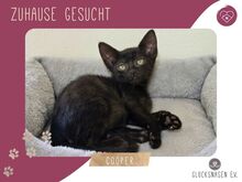 COOPER, Katze, Europäisch Kurzhaar in Bulgarien