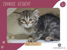 MISTY, Katze, Halblanghaar-Mix in Bulgarien