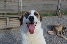 INNI18, Hund, Mischlingshund in Griechenland