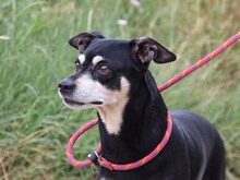 JACK, Hund, Pinscher-Mix in Italien
