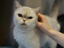 UHU, Katze, Britisch Kurzhaar in Hamburg