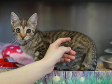 SVEA, Katze, Europäisch Kurzhaar in Hamburg