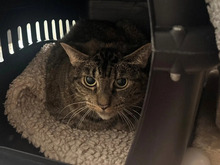 EDDA, Katze, Europäisch Kurzhaar in Hamburg