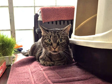 ORCHI, Katze, Europäisch Kurzhaar in Hamburg