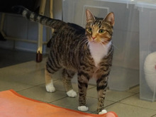LENI, Katze, Europäisch Kurzhaar in Hamburg