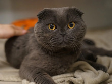 FELIO, Katze, British Fold in Hamburg