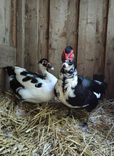 FRIKADELLE, Vogel, Moschusente in Hamburg