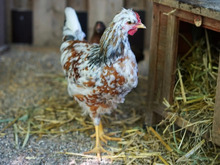 KUNIBERT, Vogel, Schwedisches Blumenhuhn in Hamburg