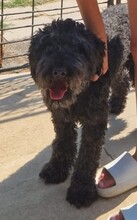 EROS, Hund, Puli-Mix in Ungarn