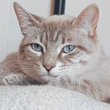 MABEL, Katze, Siam-Mix in Spanien