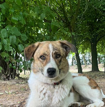 NOVA, Hund, Herdenschutzhund-Mischling in Viersen